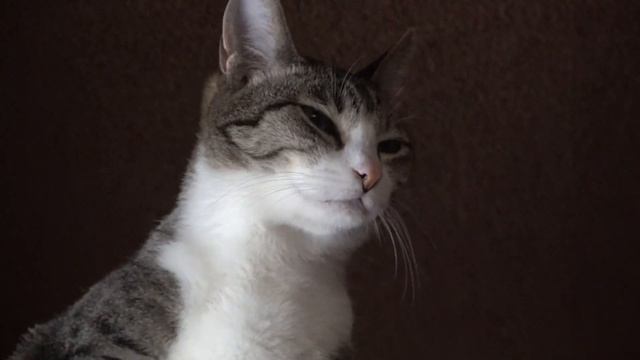 首を長くする猫 смотреть онлайн