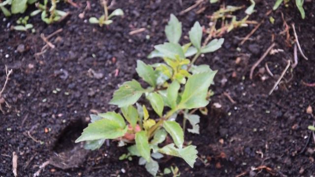 LA GERBERA: IL FIORE DEL LUSSO E DELL' ALLEGRIA- Impariamo a conoscerla e a coltivarla in giardino смотреть онлайн