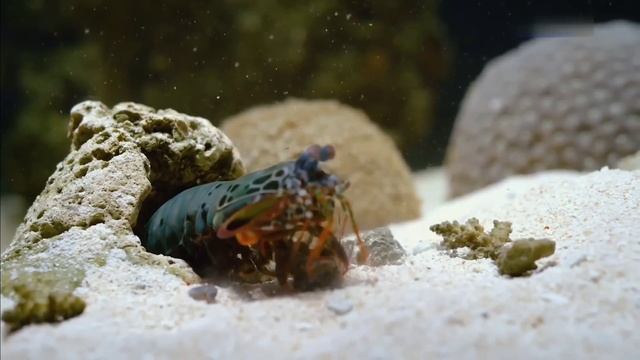 ВВС Рак-Богомол. смотреть онлайн