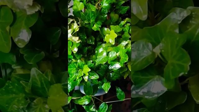 комнатные растения. хедера плющ после стрижки