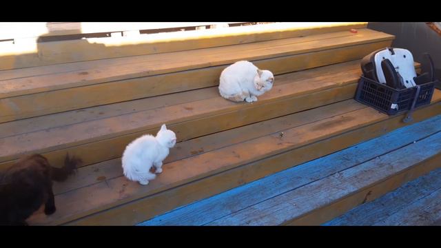 Дикая тварь,припёрлась ...🐾 смотреть онлайн