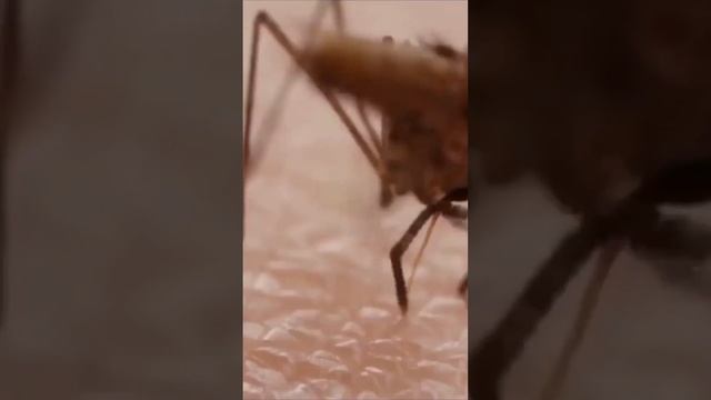 Комар Обыкновенный_Mosquito #shorts смотреть онлайн