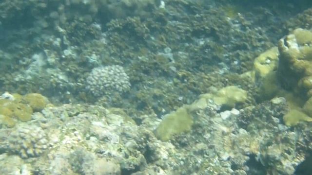 Snorkeling off of Felicite Island in La Digue, The Seychelles смотреть онлайн