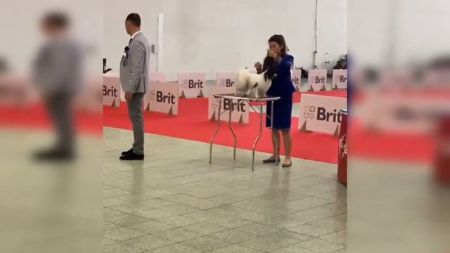 CACIB Nitra (1) 2021 - Papillon Multi CH Lafford Postman Pat „Patrick“ - BEST OF BREED смотреть онлайн
