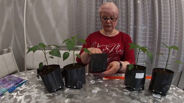 Рассада не будет вытягиваться.27.03.2021 смотреть онлайн