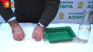 Подготовка и посев семян сельдерея