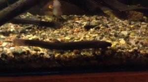 Чистильщик для старого пруда с рыбами. Зарыбление пруда Вьюном (Пискун)