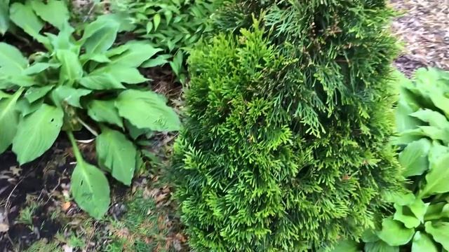 FnF 021 - Home 009 - Hyper Tough 20V MAX Cordless Hedge Trimmer - Unbox смотреть онлайн