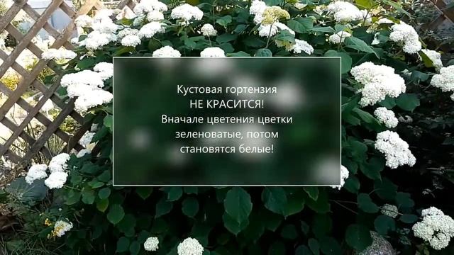 Как из гортензии синей сделать розовую. Удобрения для гортензий смотреть онлайн