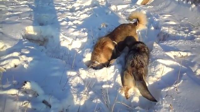 Западно-сибирская лайка смотреть онлайн