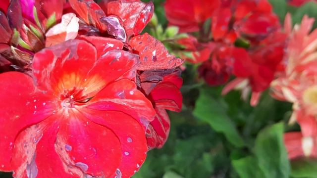 ЛЕРУА АДЫГЕЯ.ОБЗОР ОРХИДЕЙ //12.05 .24// смотреть онлайн