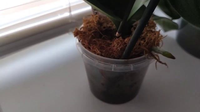 Орходеревья чем и как удобряю, орхидеи с названиями: Катрин, Франтера, Клеопатра. смотреть онлайн