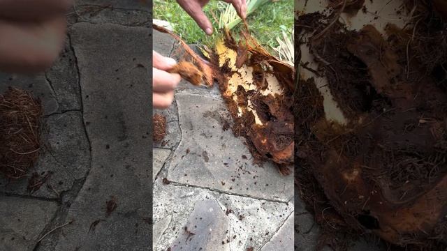 Личинка красного пальмового долгоносика смотреть онлайн