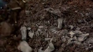 Древесная зола как удобрение. Заготовка древесной золы для удобрения.