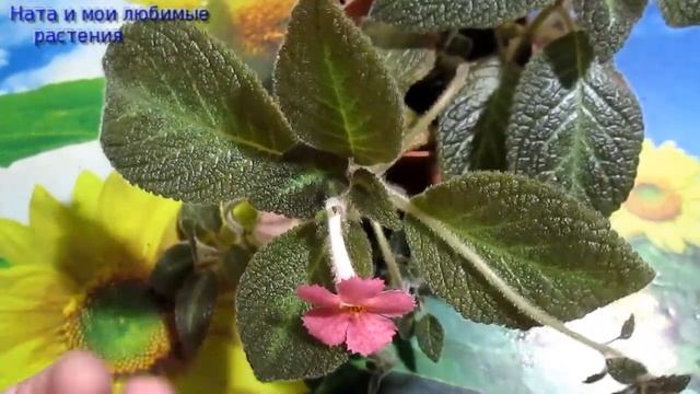 Комнатные цветы // Уникальное цветение сортовой эписции смотреть онлайн