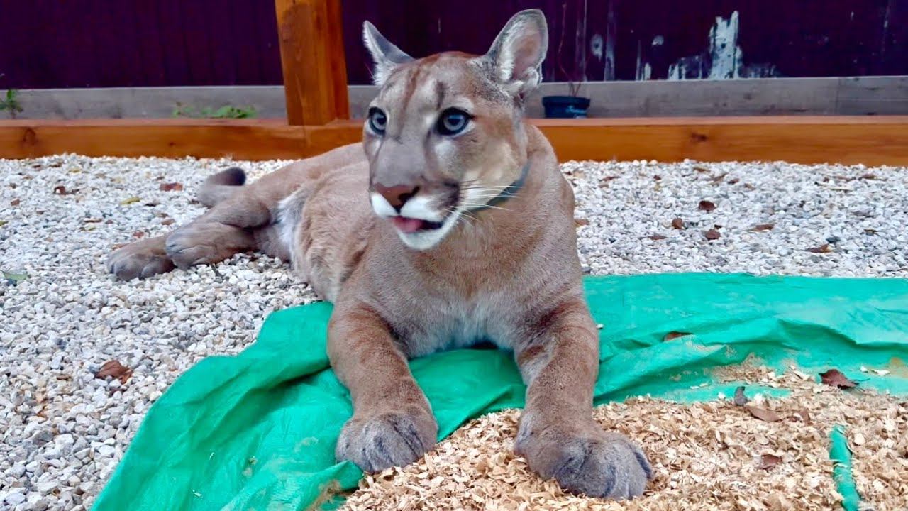 Пума Месси хотел съесть посаженные растения! Месси стало плохо от съеденной травы смотреть онлайн