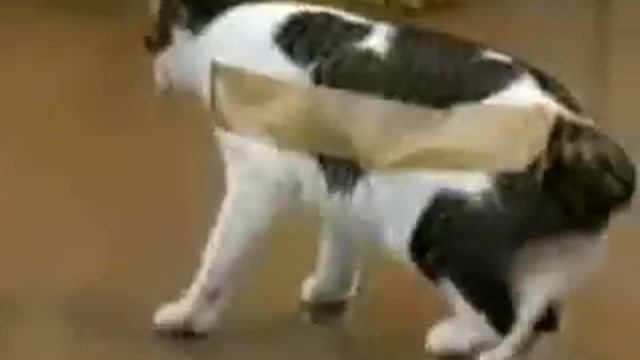Что будет если к коту приклеить скотч!!! смотреть онлайн
