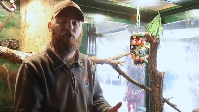 The Tiny And Colorful Green Aracari