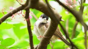 Birds Singing - 10 hours Relaxing Bird Sounds, Soothing Nature Sounds, Sleep Well