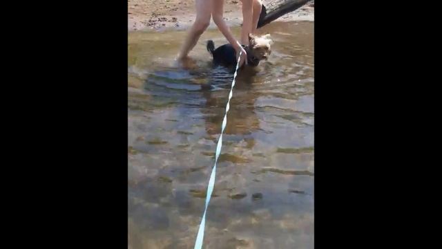 VlogПерерабатываю томаты/На пляже с Баксюшей/ Мазь Спасатель от ожогов/ смотреть онлайн