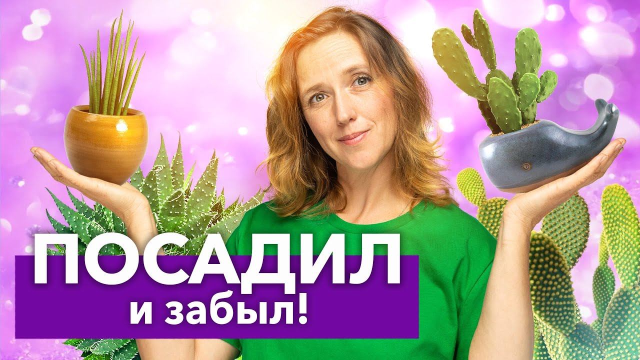 ВОТ ЭТО ЖИВУЧЕСТЬ! 5 неубиваемых комнатных растений: минимум ухода, максимум красоты смотреть онлайн