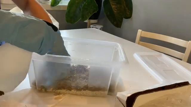 Propagating golden pothos epipremnum aureum смотреть онлайн