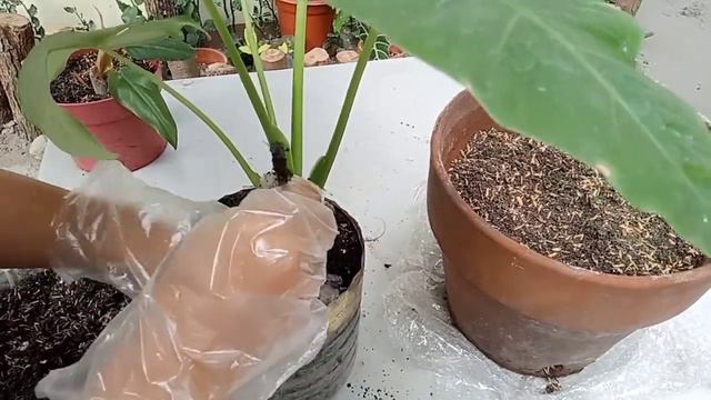 Elephant Ear Alocasia/Colocasia Repotting / Care Tips ( for beginners) смотреть онлайн