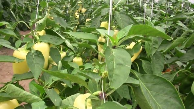 Сноувайт F1 (Snowwhite F1) перец сладкий (Rijk Zwaan) смотреть онлайн