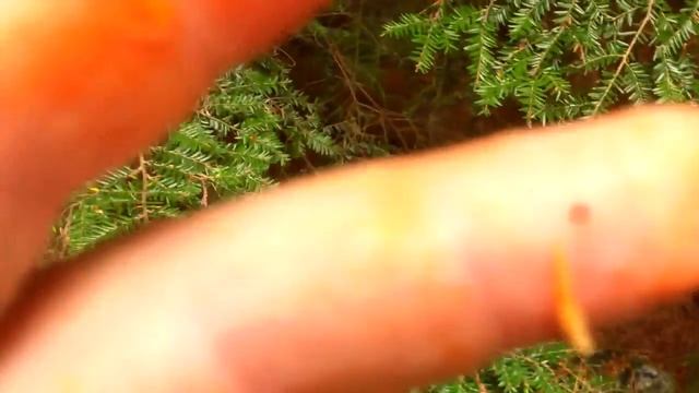 Delicious Lactarius (orange latex milky) смотреть онлайн