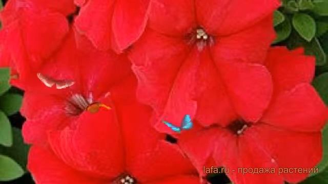 Петуния грандифлора Лимбо Джи Пи Ред Пикоти ? обзор: как сажать, семена петунии смотреть онлайн