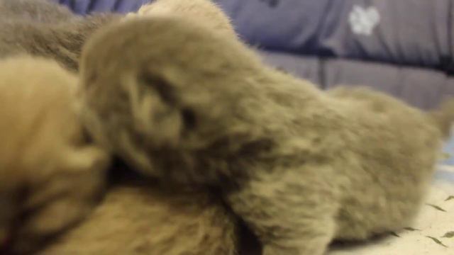 Котята смотреть онлайн