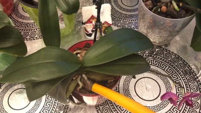 Полив орхидей, обзор горшка с Автополивом ????? смотреть онлайн