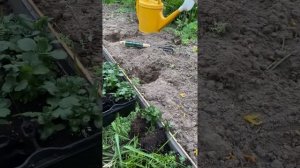 Черенки укоренились. Высаживаем мультифлору в клумбу???