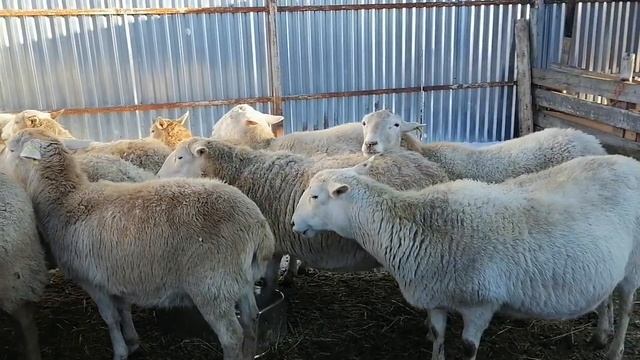 Катумские овцы готовимся к январским окотам смотреть онлайн