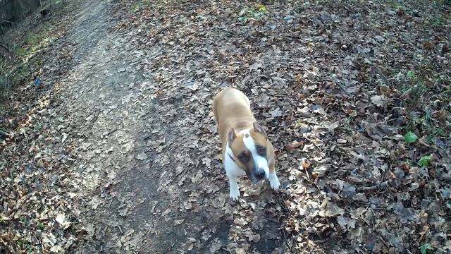 ДРЕССИРОВКА АМСТАФФА\\КАК Я ОБУЧИЛ СТАФФОРДА КОМАНДАМ смотреть онлайн