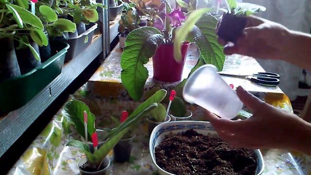 Стрептокарпусы перевалка деток смотреть онлайн