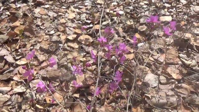 багульник смотреть онлайн