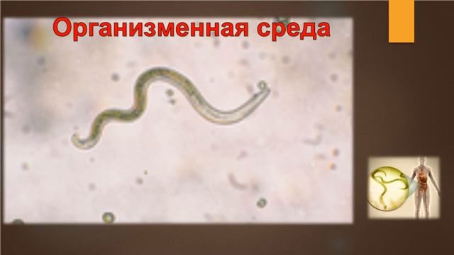 Среды жизни организмов