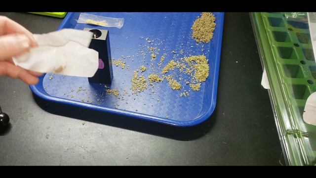 MY FIRST CANNAGAR! sort of | purple rose supply смотреть онлайн