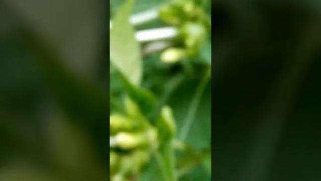 Бабочка капустница.Часть 2. смотреть онлайн