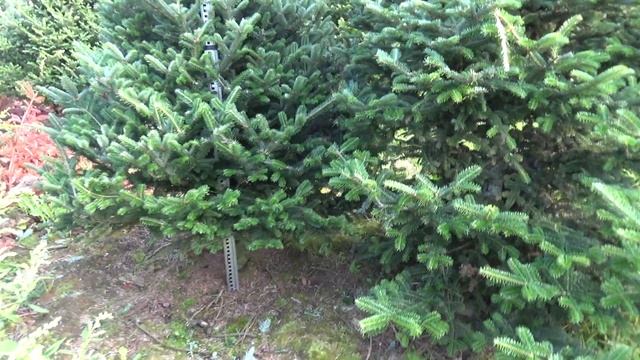 Пихта Фразера (срезанная новогодняя пихта) 22107 смотреть онлайн