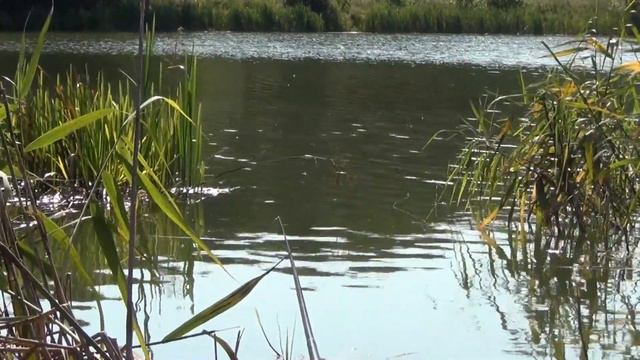 Почему 15 рыбалка без карася - шокирующие меня видео и выводы! смотреть онлайн