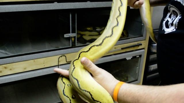 Platinum Super Sunfire Retic Update смотреть онлайн