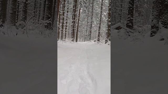 Красота зимнего леса смотреть онлайн