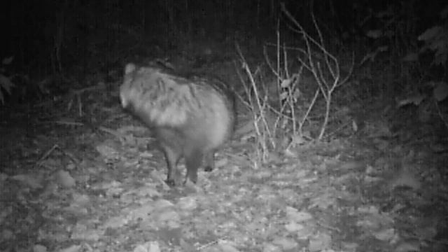 Jenot Nyctereutes procyonoides смотреть онлайн