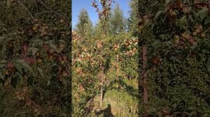 Абрикос в подмосковье