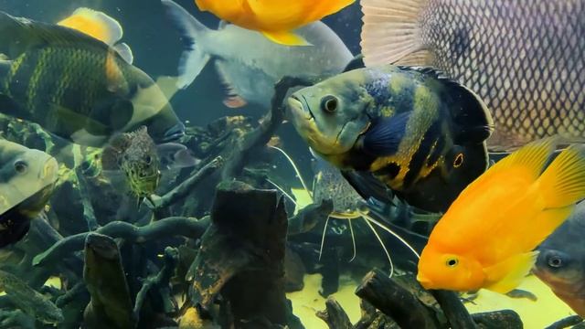 Домашний аквариум. Размер аквариума смотреть онлайн