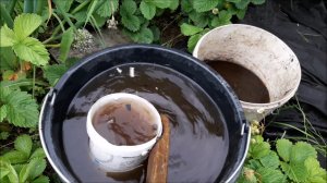 2 июля подкормка перца и баклажан.Как я подвязываю перцы