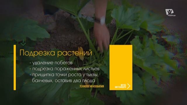Уход за растениями | Технология изобилия смотреть онлайн