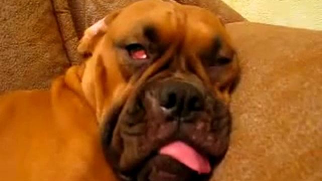 Собаке снится приятный сон смотреть онлайн